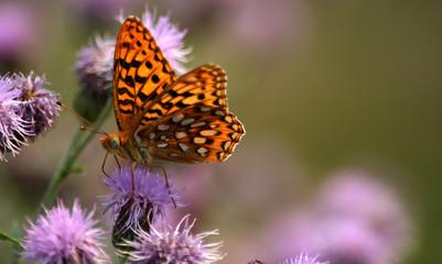 Butterfly On Thistle 2