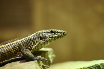 Lizard Crawling About