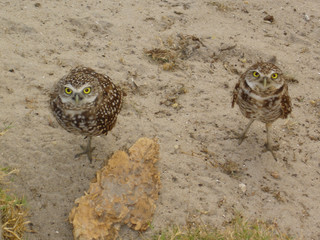 owls