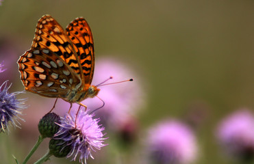 Butterfly On Thistle 6