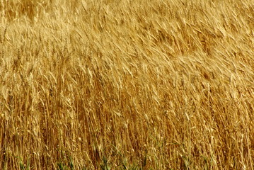 Wheat blowing in the wind