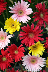 Red Pink And Yellow Gerberas