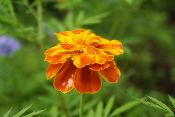 marigold