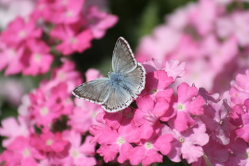 papillon bleu