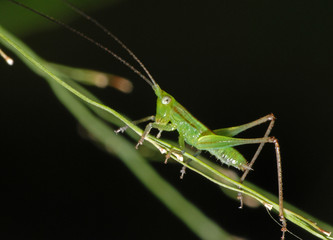 tiny green color grasshopper in the gardens