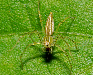 spider and green leaf in the gardens