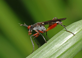 black insect in the gardens