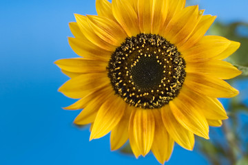 Obraz premium Sunflower against the blue background.