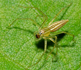 spider and green leaf in the gardens