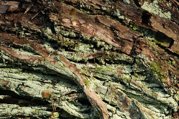 tree trunk in the gardens