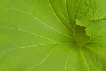 Large Leaf Background