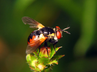 Tachina fera