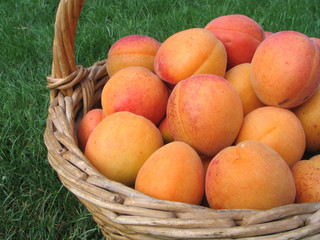 apricot