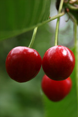 Trois cerises