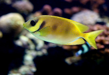 Marine Fish