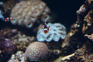 Marine Fish