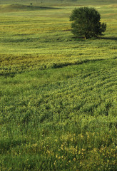 Green wheat and tree 