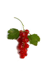 Red currant berries