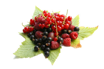 Forest berries on the leaves
