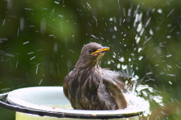Bathing Juvenlie Starling