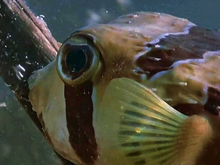 poisson exotique