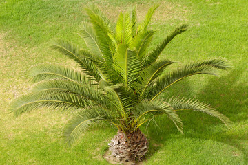 Palm and grass