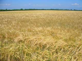 Wheat field in spring