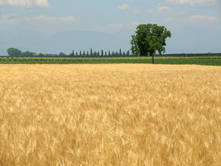 Wheat field in spring and lonely tree