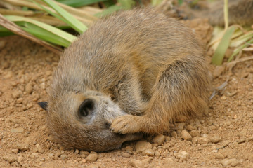 schlafendes Erdmännchen
