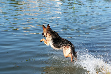 Jump of the shepherd.