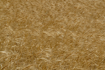 wheat field