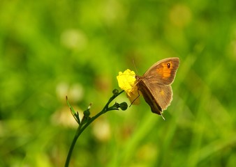 Schmetterling Großes Ochsenauge 01
