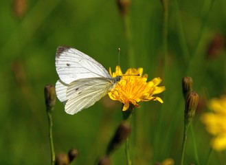 Schmetterling Kohlweißling 02