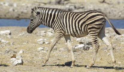 Fototapeta na wymiar Happy baby zebra wskazując na lewo