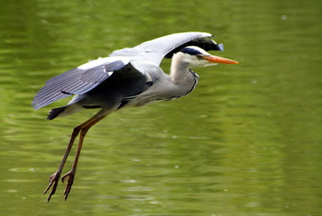 Flug des Reihers