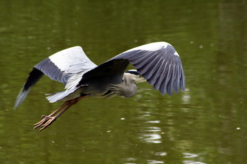Flieger