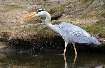Auf der Jagd