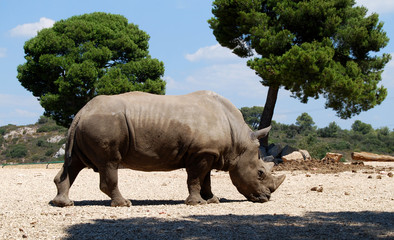 Rhinocéros