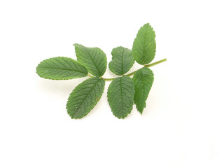 branch of sweet-brear