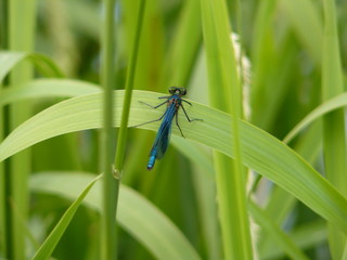 Damsel Fly