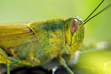 green color grasshopper in the gardens