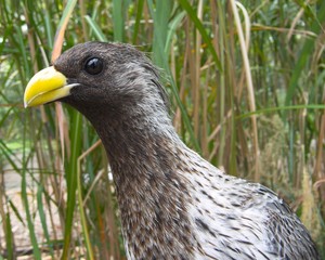 Black bird with yellow beak