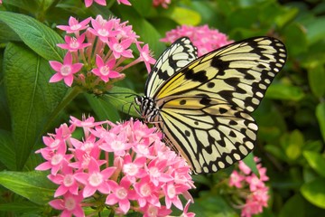 Black and Yellow Butterfly on Pink Flower