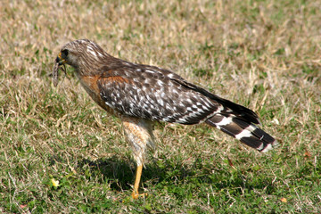hawk