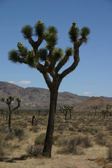 joshua tree