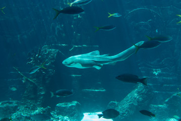 Fototapeta premium Aquarium