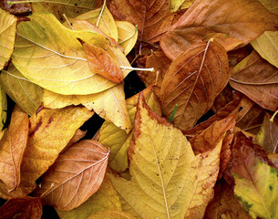 Autumn leaves