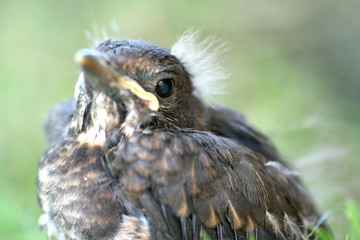 junge Amsel