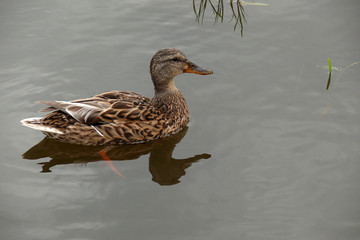 duck