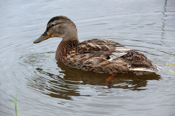duck